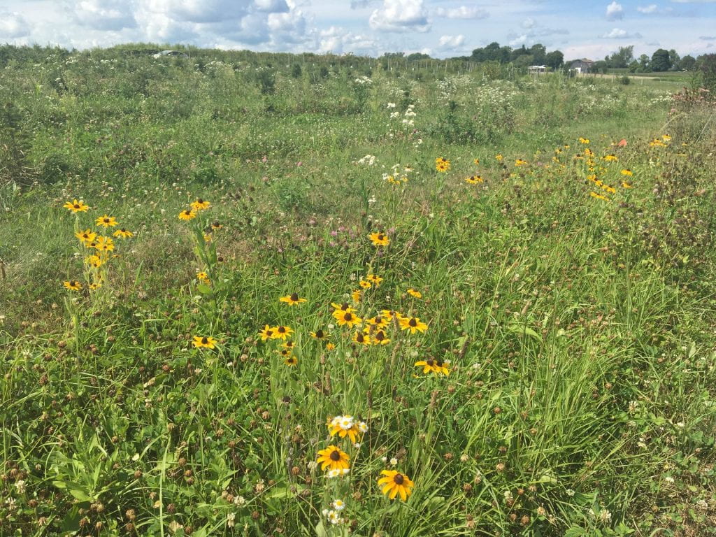 Somewhat weedy plot with lots of blackeyed susan blooms (yellow with dark brown centers); some Christmas trees, grass, and blue sky with puffy clouds are in the background