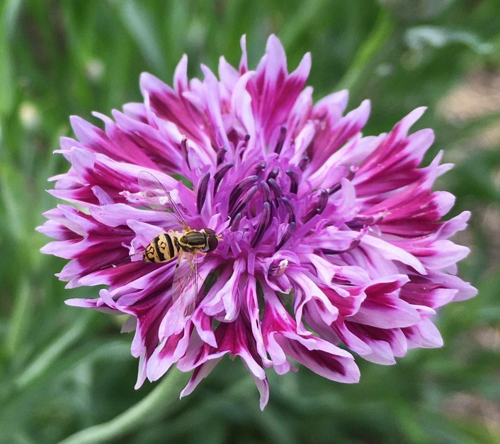 Black and yellow hover fly visiting a purple flower made up of a cluster of small petals