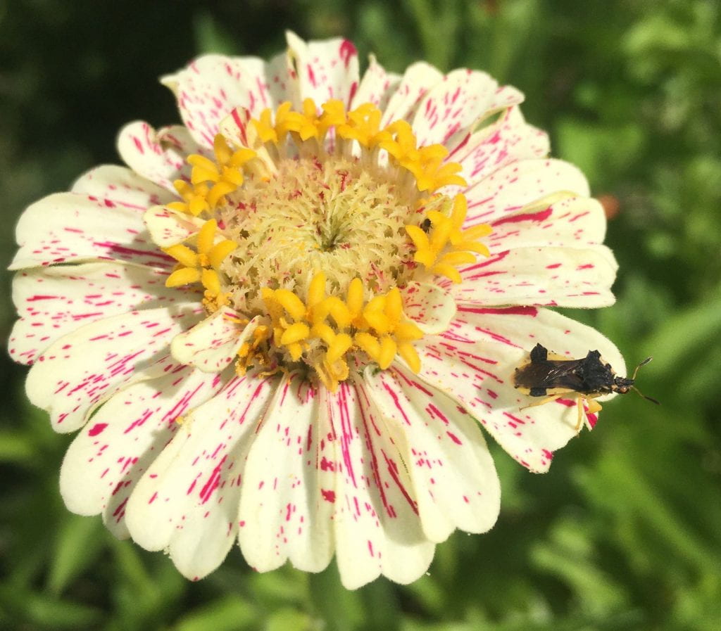Dark brown and yellow insect on a zinnia with cream-colored petals flecked with pink
