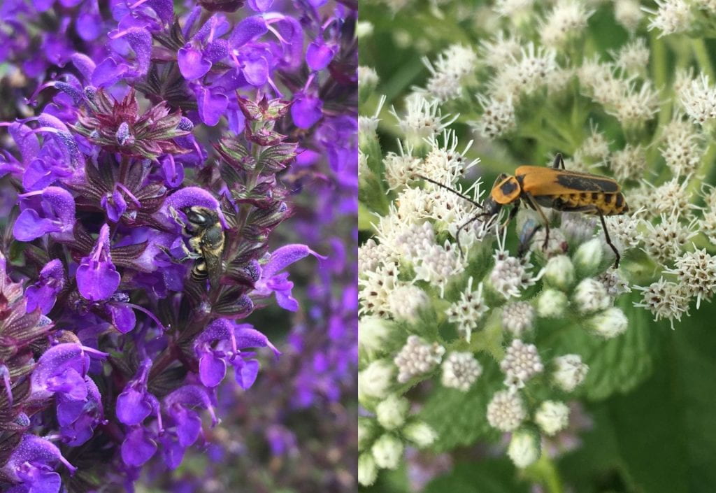 Two pictures; on the left a bee is feeding on one of many small, tubular purple flowers; on the right an orange and black beetle is feeding on tiny white flowers.