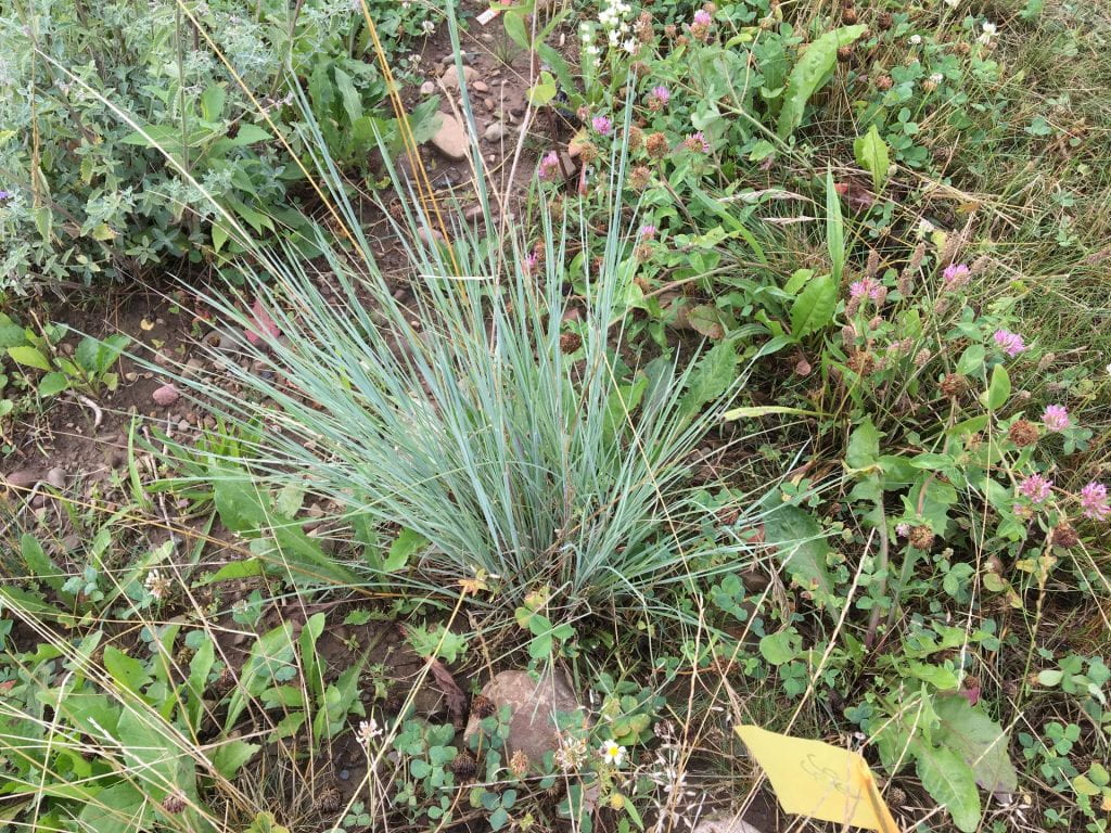 Clump of grass with blue-green blades surrounded by a few weeds