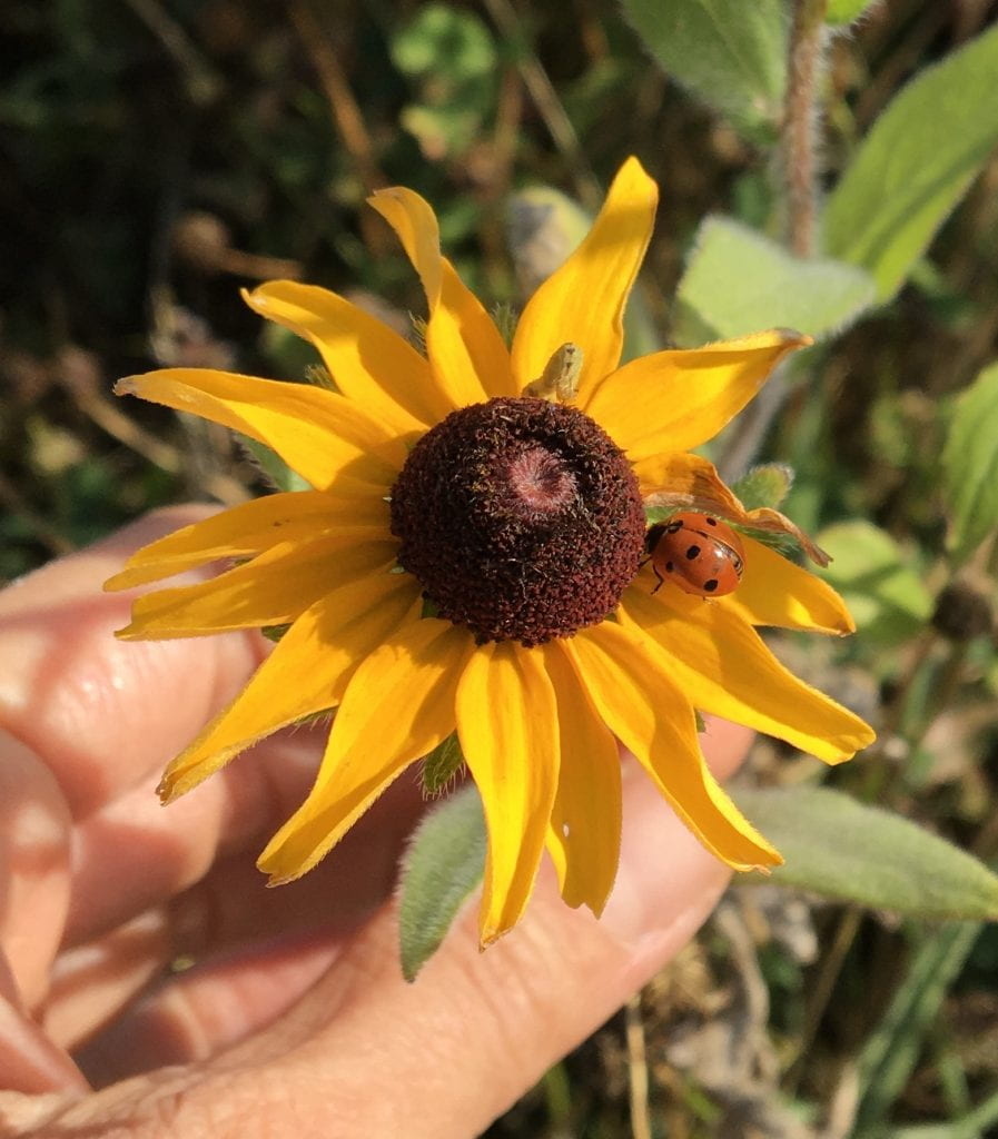 Yellow flower with a brown center (blackeyed susan) being visited by a lady beetle