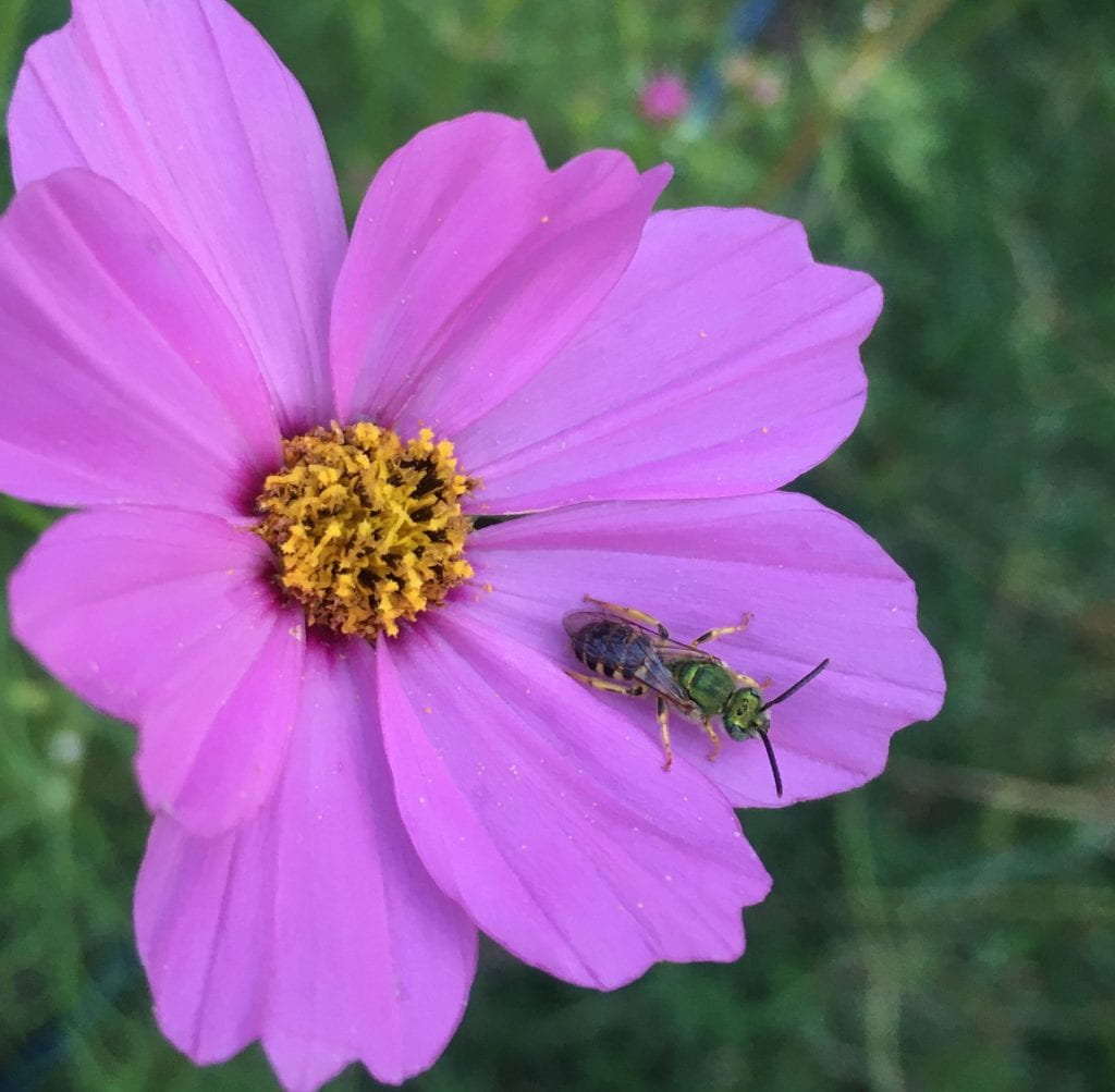 metallic green bee perched on a pink cosmos flower