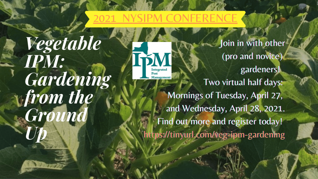 Picture of squash plant overlaid with NYSIPM logo. Vegetable IPM: Gardening from the Ground Up. Join in with other (pro and novice) gardeners! Two virtual half days: Mornings of Tuesday, April 27, and Wednesday, April 28, 2021.