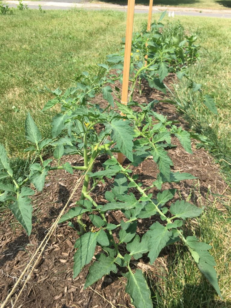 tomato plants, staked and tied with twine