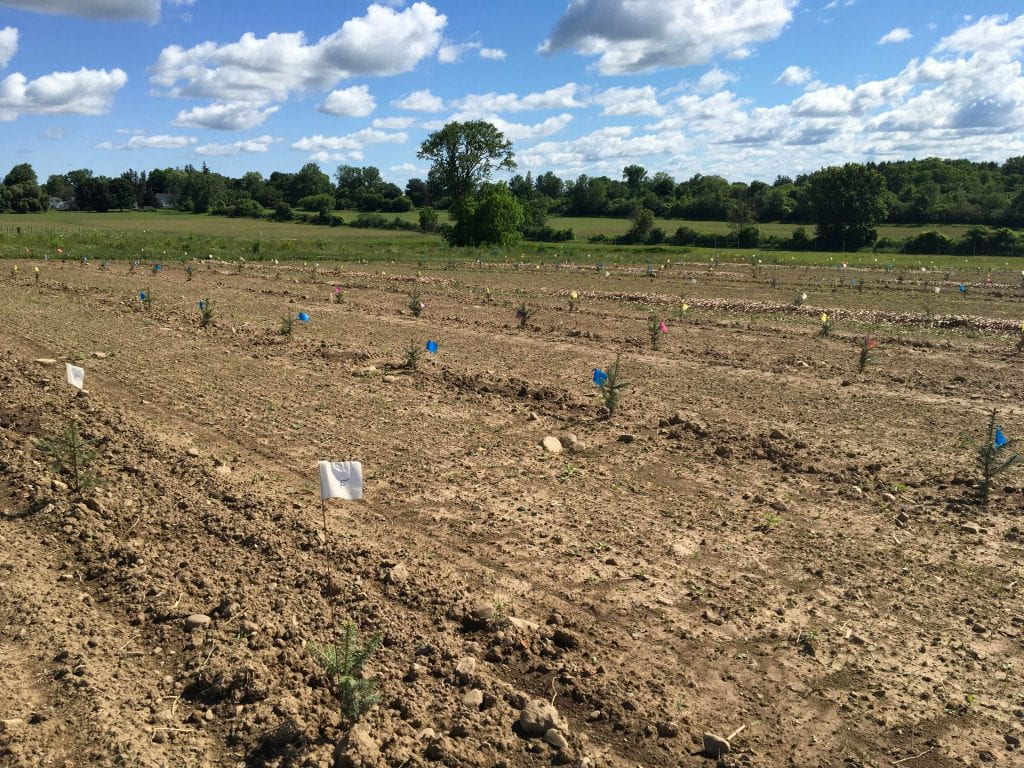 Field with mostly bare ground and small Christmas tree seedlings, each marked by a flag. In the background are some trees and a blue sky with puffy clouds.