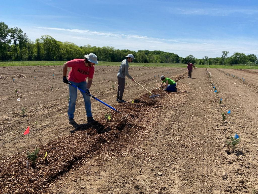 Four people spreading mulch around small Christmas tree seedlings in a field with rakes or by hand.