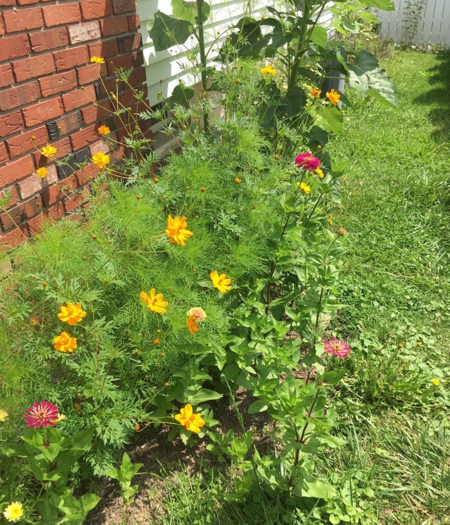 Pink zinnias and yellow cosmos growing next to the brick wall of a house
