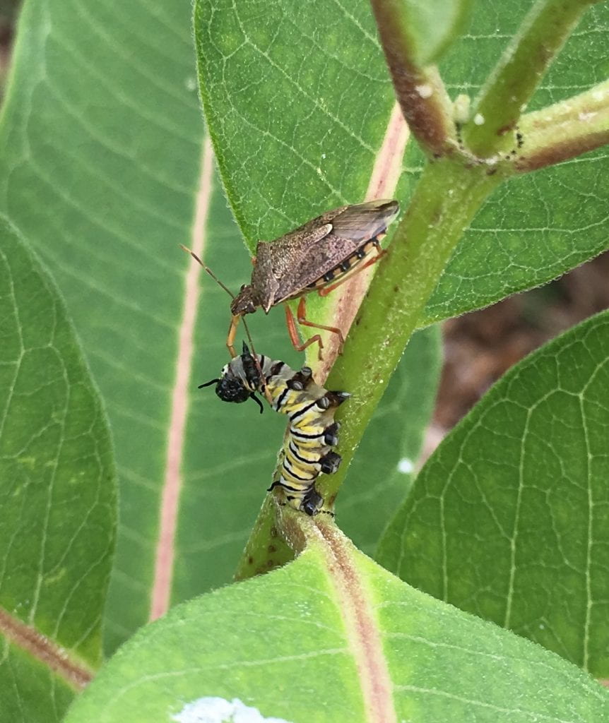 brown stink bug eating a black, yellow, and white striped caterpillar