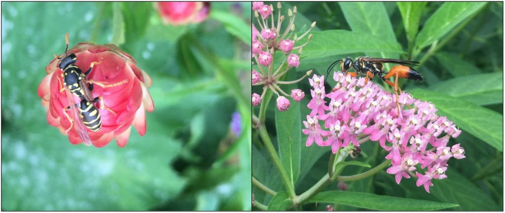 On the left, a black wasp with yellow stripes on a red flower bud, and on the right, a black and orange wasp on pink milkweed flowers