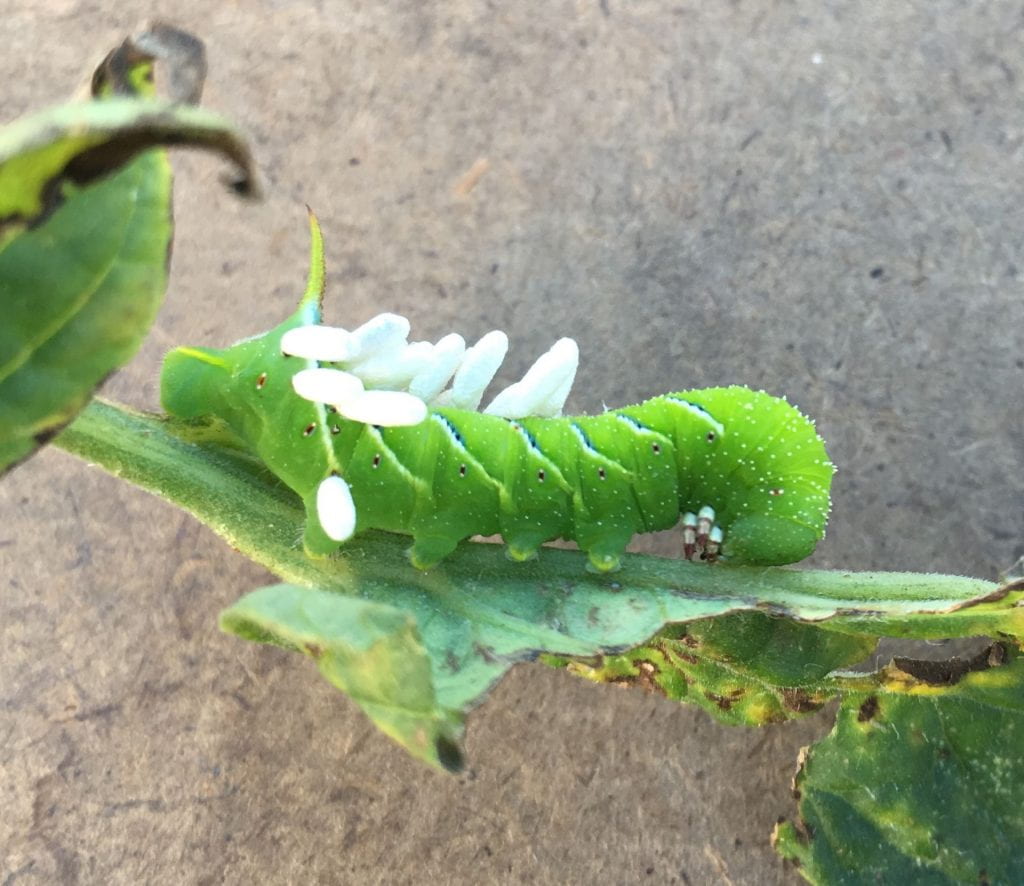 Bright green caterpillar with a horn at its rear end, with about a dozen white capsules (wasp pupae) attached to its back.