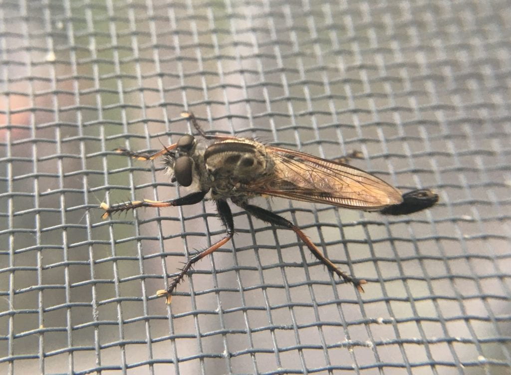 Large fly with thick thorax, long abdomen, and bristles on legs and around mouth