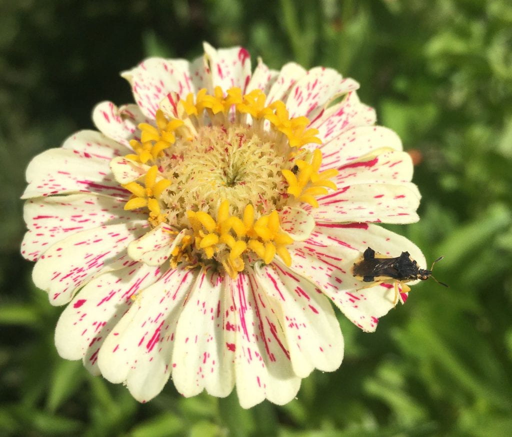 Brown and cream colored bug perched on the cream and pink speckled petals of a zinnia flower