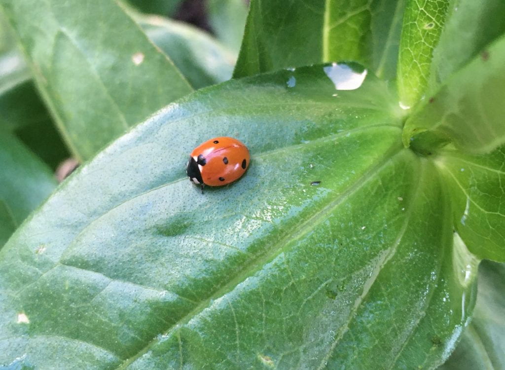 Red lady beetle with black spots on a green leaf