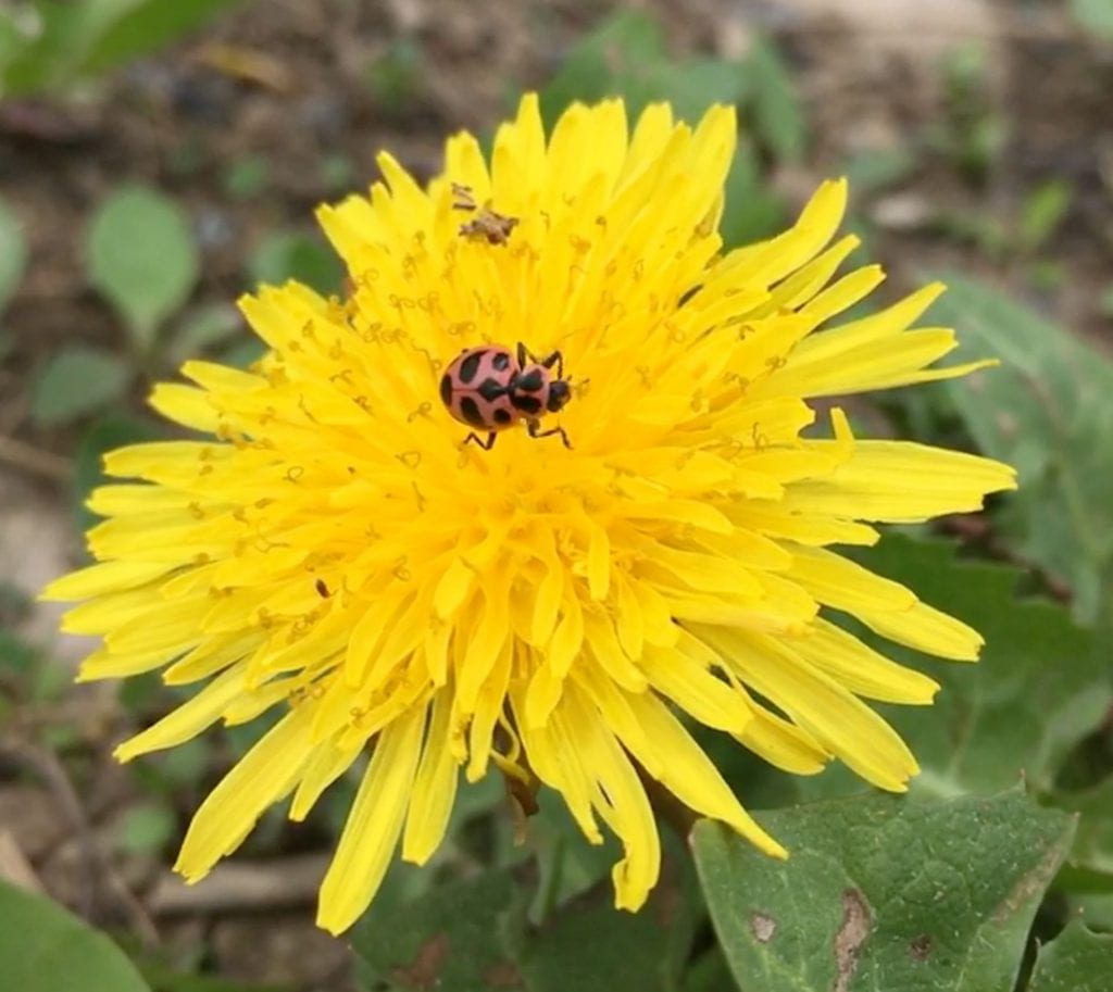 oblong pink beetle with many black spots on a yellow dandelion