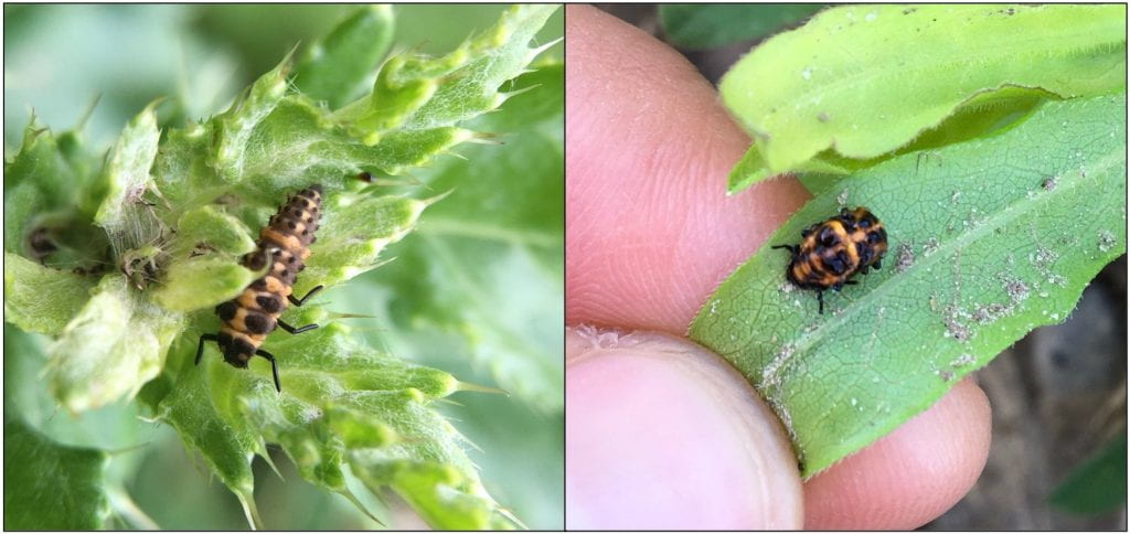On the left a segmented, black and orange insect on a leaf. On the right, a more round black and orange insect on a leaf.