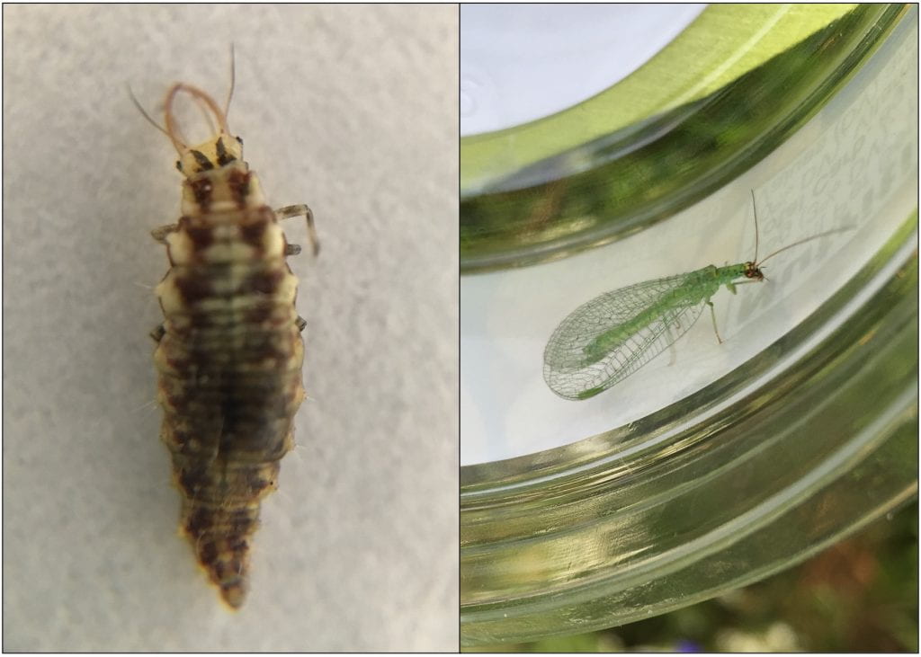 On the left, a brown mottled insect with large jaws, and on the right, a green insect with lacy wings.