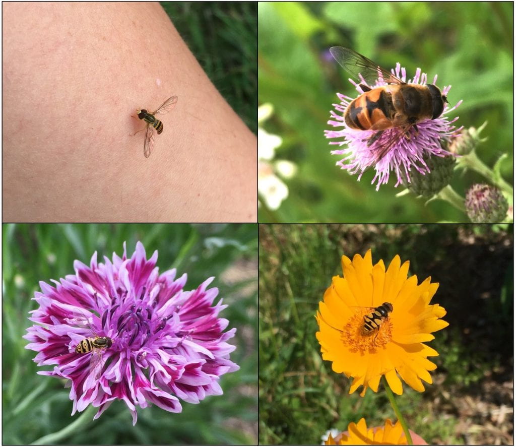 Four pictures of hover flies. Some are smaller with narrow bodies, while others are larger with rounder bodies. One is even a little fuzzy.