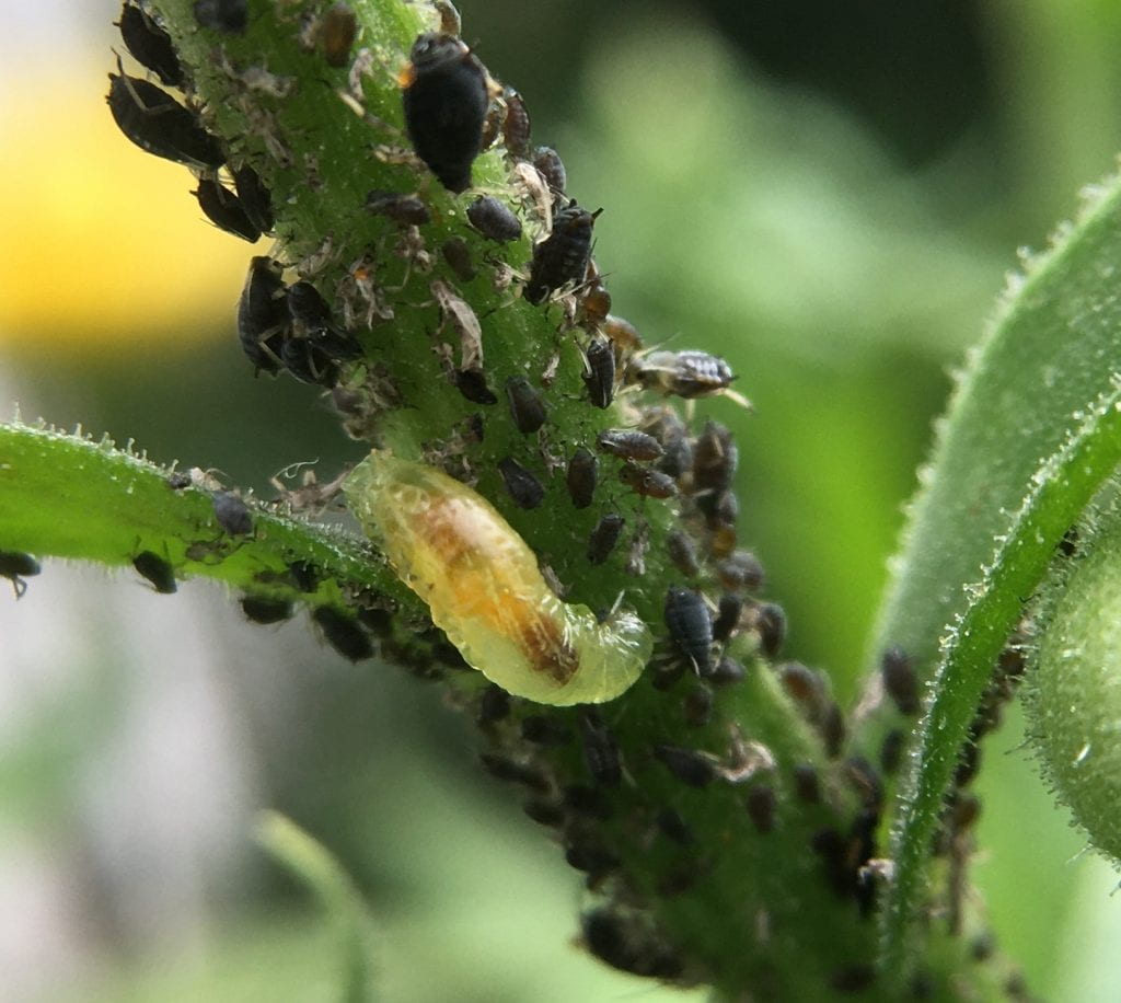 Translucent green maggot with brown stripe down the middle feeding on black aphids on a plant.