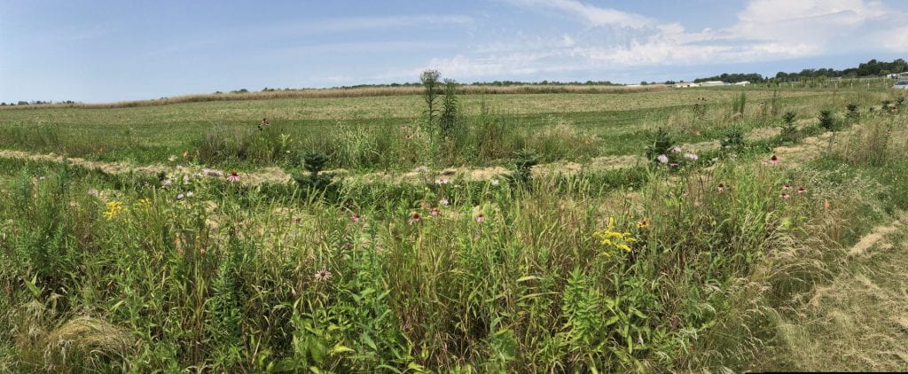 panoramic view of a plot of perennial wildflowers and grasses on a sunny day