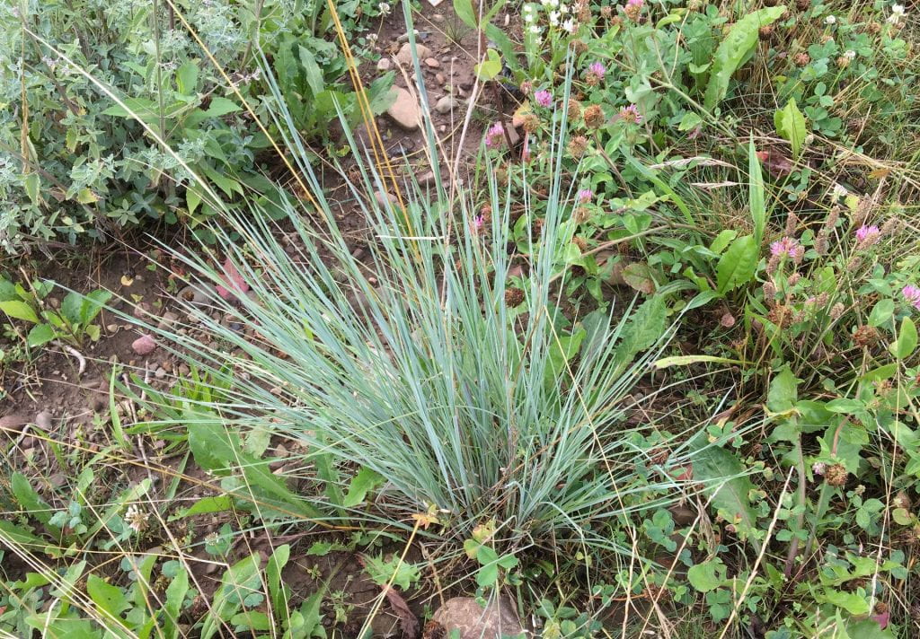 Small clump of blue-green grass surrounded by some bare ground and weeds