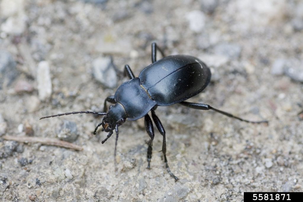 Black beetle crawling on the ground