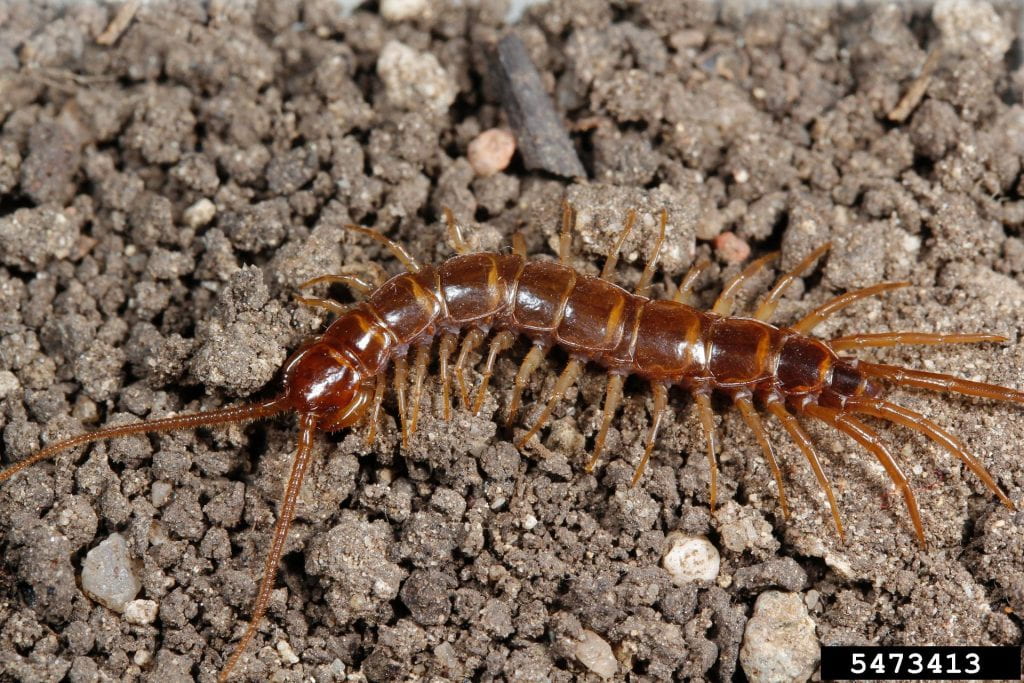 brown centipede with one pair of legs per body segment