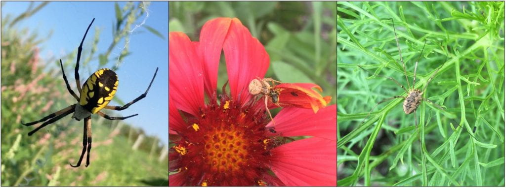 From left to right – black and yellow spider, cream-colored spider on a red flower eating a bee, brown daddy long legs on green foliage. 