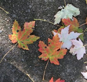 Several maple leaves colored red, orange, yellow, and green laying on sidewalk pavement
