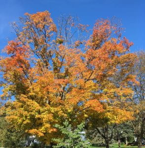 Maple tree with orange and yellow leaves against a bright blue sky