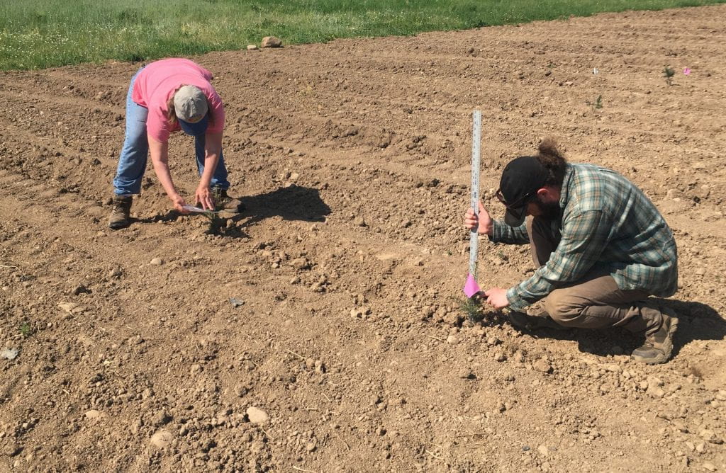 A woman in a pink shirt comparing a small Christmas tree to a piece of paper, while a man in a plaid shirt measures the height of a small Christmas tree seedling; both are in a newly planted field with freshly tilled soil