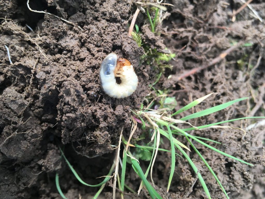 white grub on soil with a few grass plants nearby