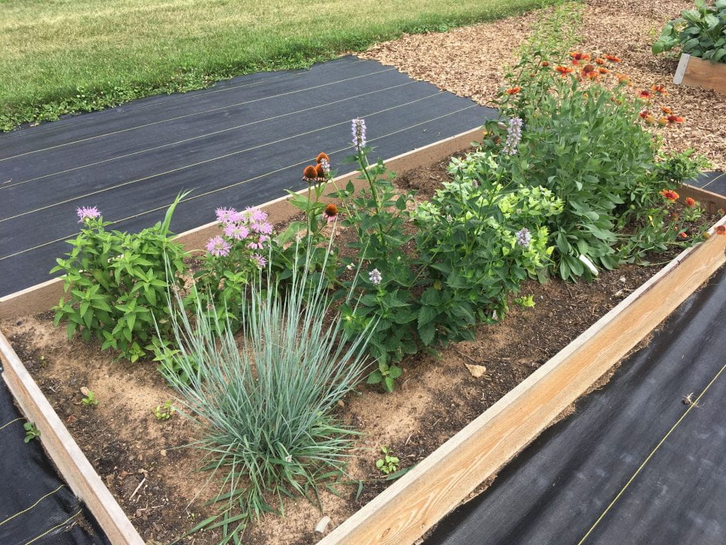raised bed with wildflowers growing in it