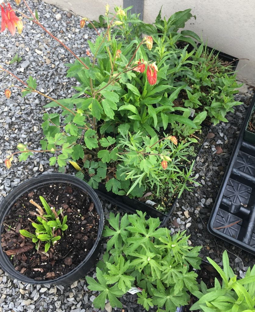 A mixture of plant seedlings in plots and trays sitting on a gravel surface