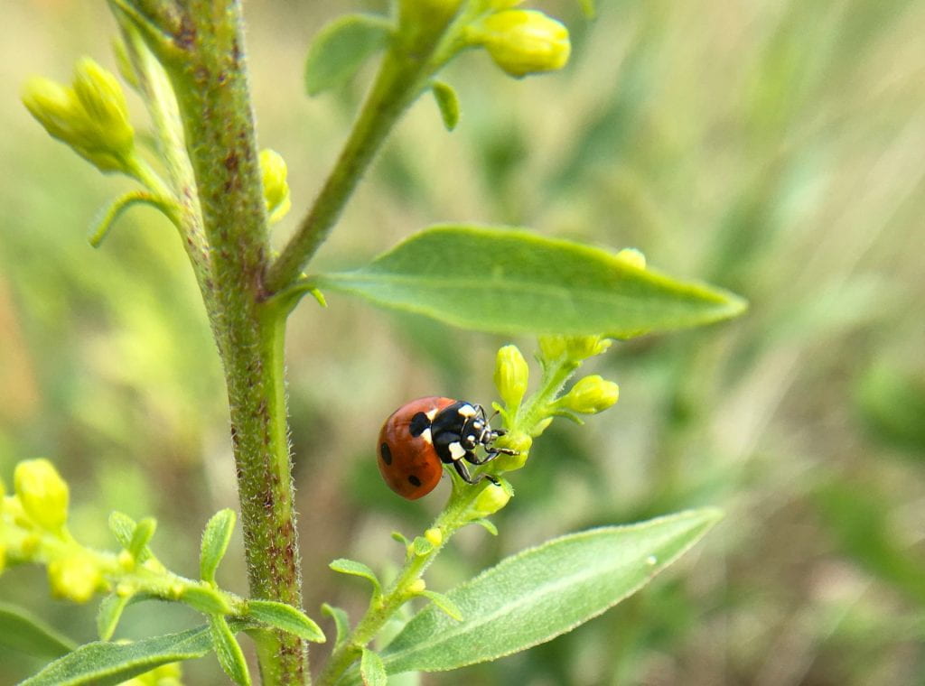 Red lady beetle with black spots perched on a goldenrod plant