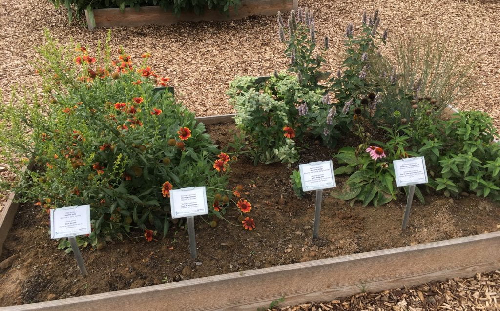 A raised bed containing a variety of different plants (with red, purple, yellow, or pink flowers) and labels naming each plant