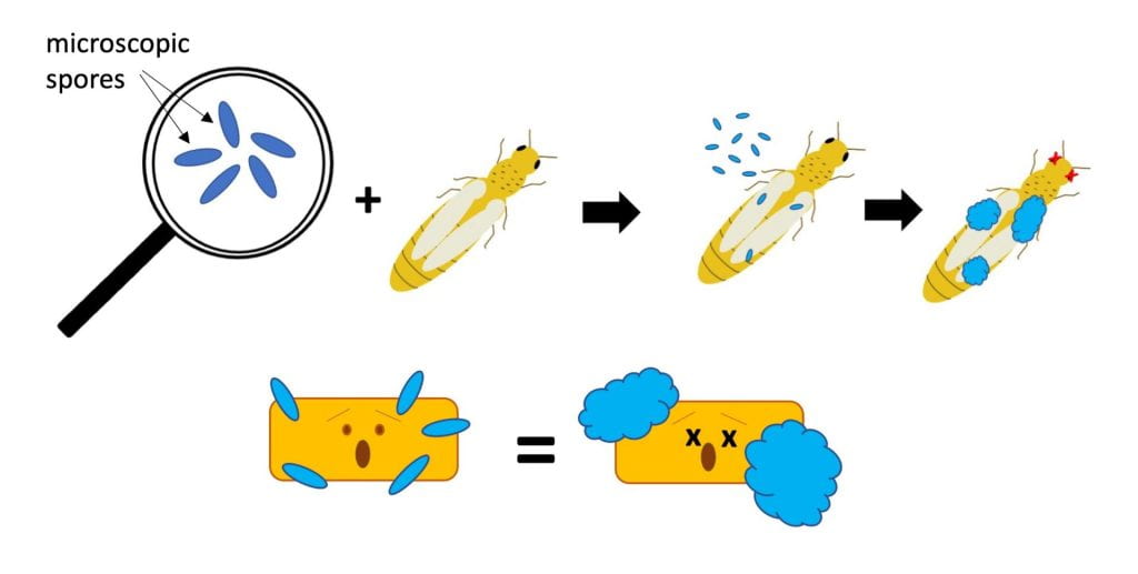 Diagrams - Tiny spores of insect-killing fungi land on the body of an insect, germinate, infect the insect, grow throughout its body, and eventually kill it. Below, a diagram shows blue spores contacting a yellow rectangle with a frightened face, representing a pathogen. The spores grow and kill the pathogen.