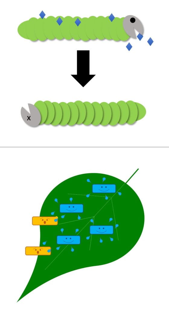Diagram - A caterpillar eats and is sprayed with a bioinsecticide (blue diamonds), and then dies. Plant pathogens (yellow rectangles) are poisoned by biopesticide microbes (blue rectangles) and the antimicrobial compounds they produce (blue droplets).