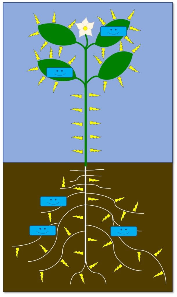 Diagram of a plant with blue smiling rectangles on both leaves and roots. Little yellow lightning bolts surround the roots and leaves.