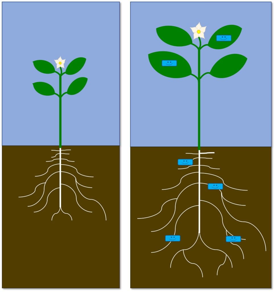 Diagram - The plant on the left has no smiling blue rectangles on leaves or roots. The plant on the right has these blue rectangles on roots and leaves and is larger.