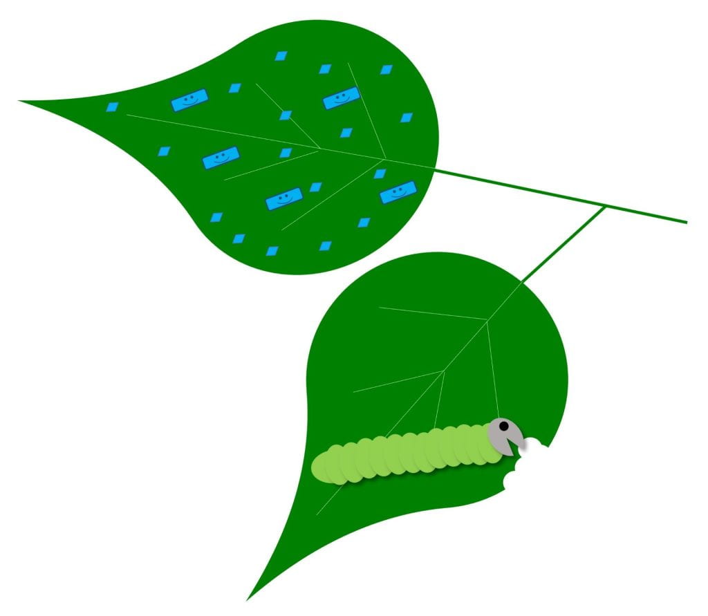 Diagram - One leaf is covered with blue diamonds and smiling rectangles (bioinsecticide), but the other is not. The caterpillar is feeding on the leaf that has no bioinsecticide.