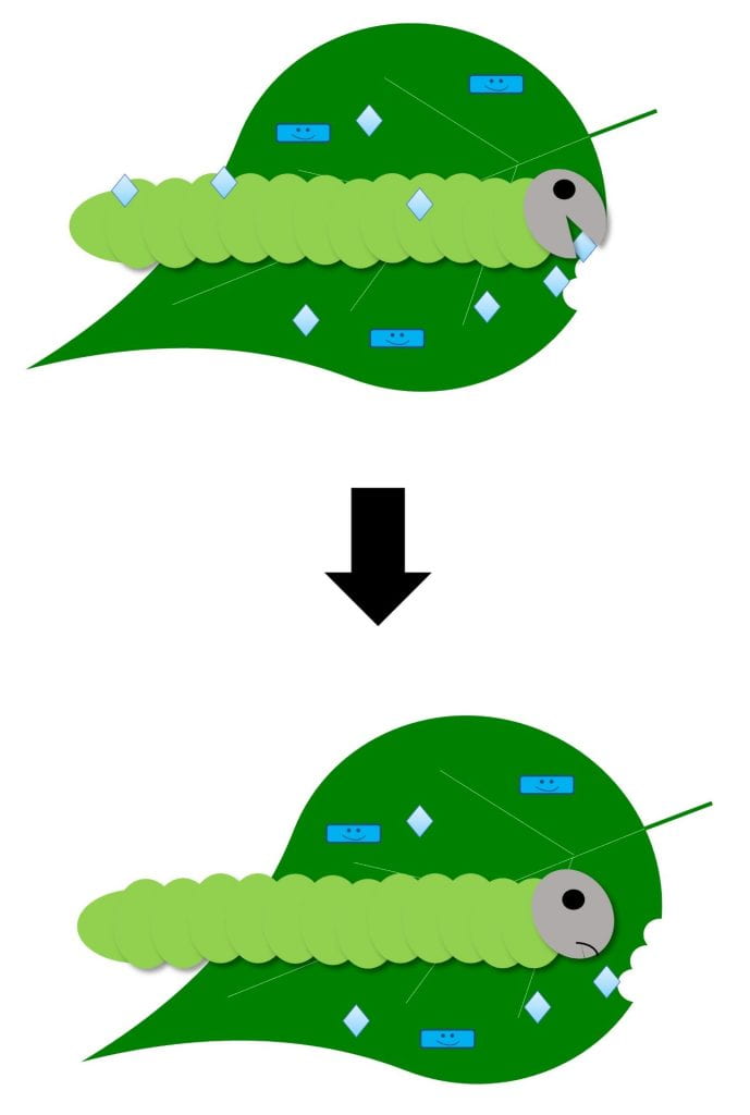 Diagram - A caterpillar eats or comes in contact with a bioinsecticide, and then stops feeding.