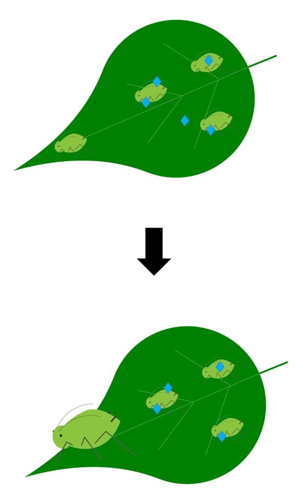 Diagram – Three aphids on a leaf, two of which are exposed to blue diamonds. The aphids exposed to the diamonds stay the same size. Another aphid that was not exposed grows normally.