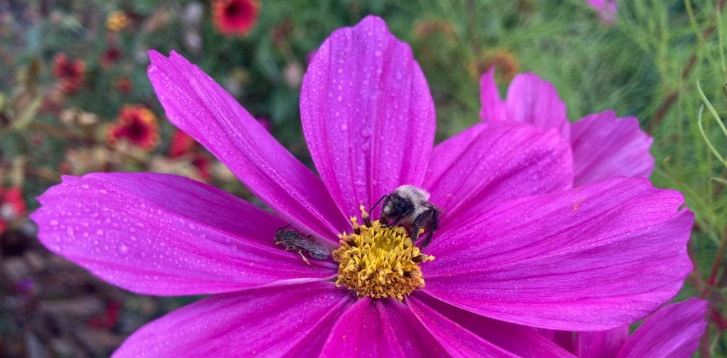 A bumble bee and a smaller bee resting on a magenta cosmos covered with tiny water droplets
