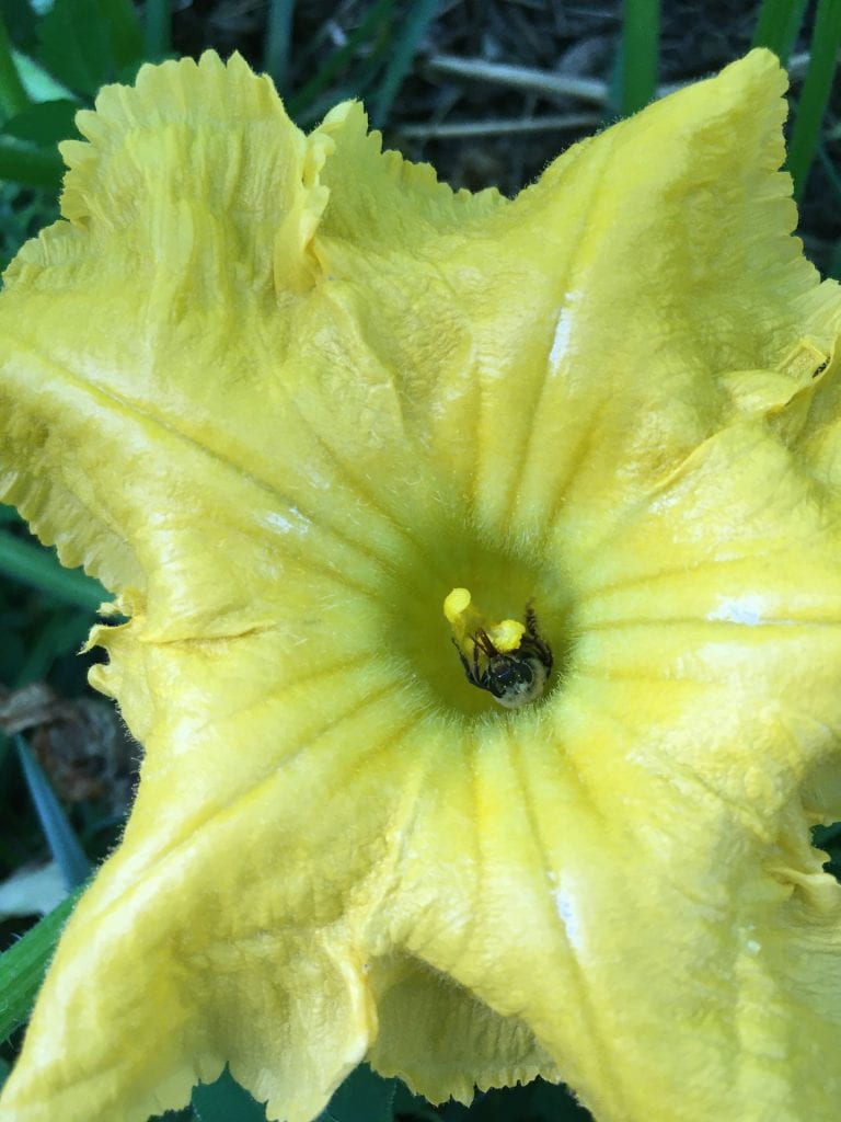 Bee pollinating a cucurbit flower