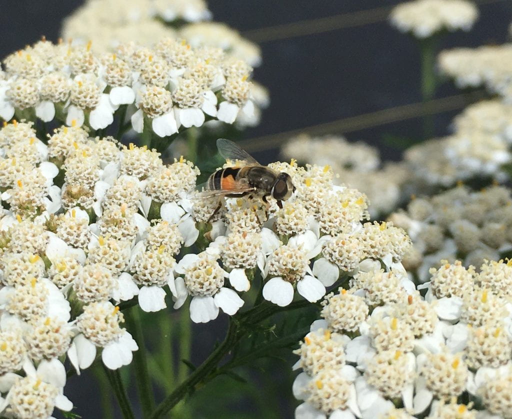 orange and black-striped fly with large eyes perches on small white flowers
