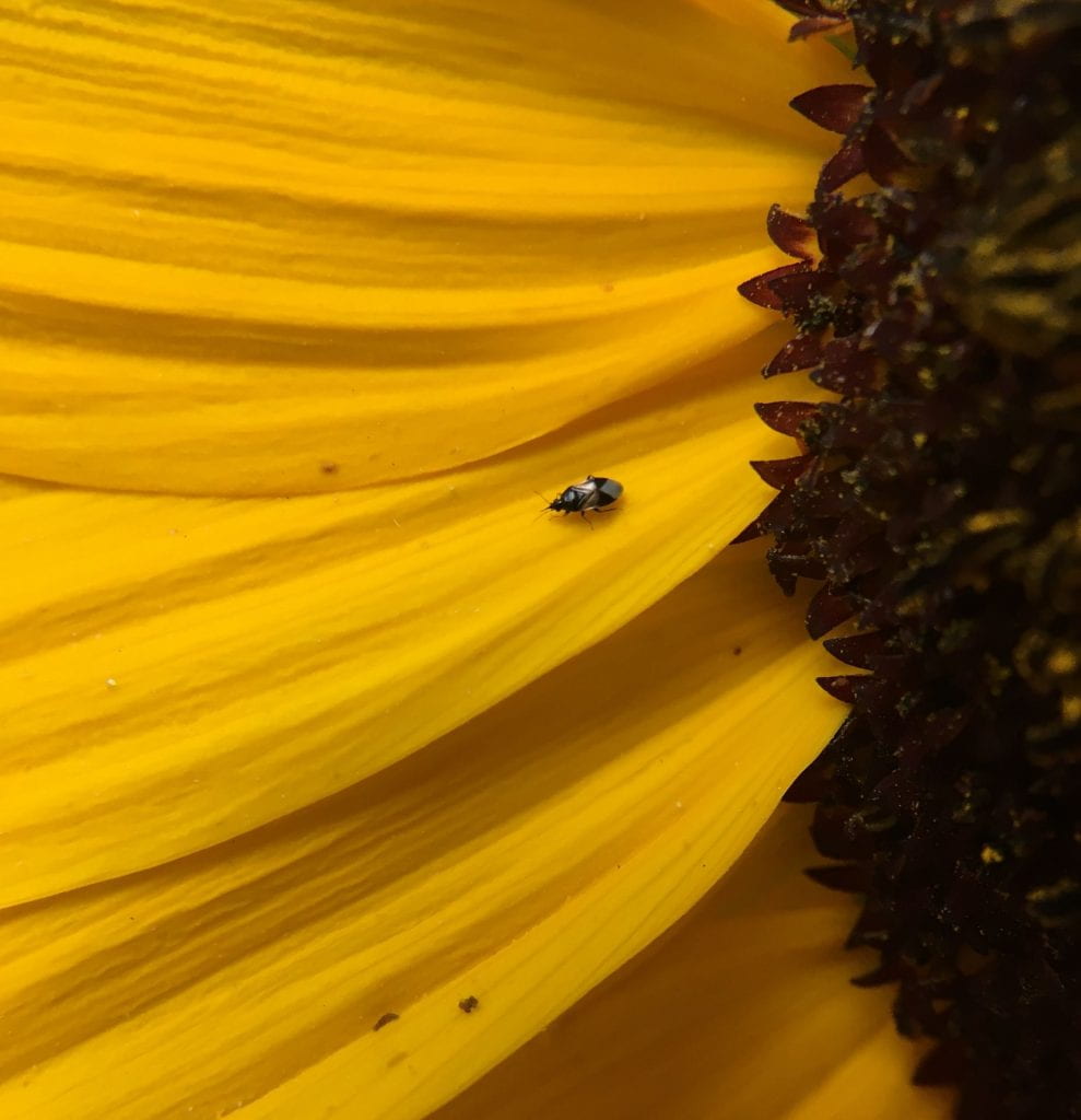 Small insect with a black and white diamond pattern on its back on a sunflower petal