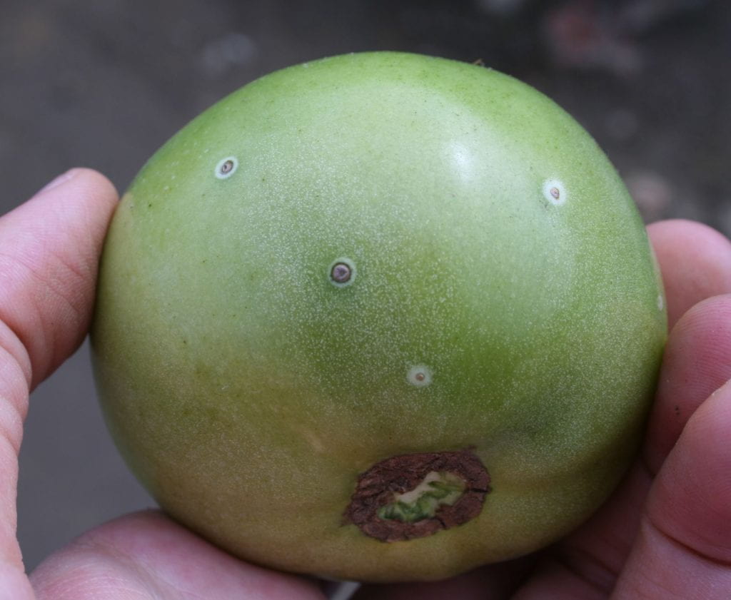 Green tomato fruit held in a white person’s hand with four black and brown spots, each surrounded by a white halo