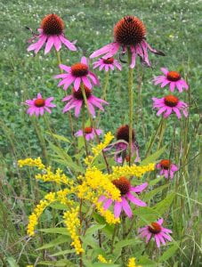 Pink echinacea and bright yellow goldenrod flowers