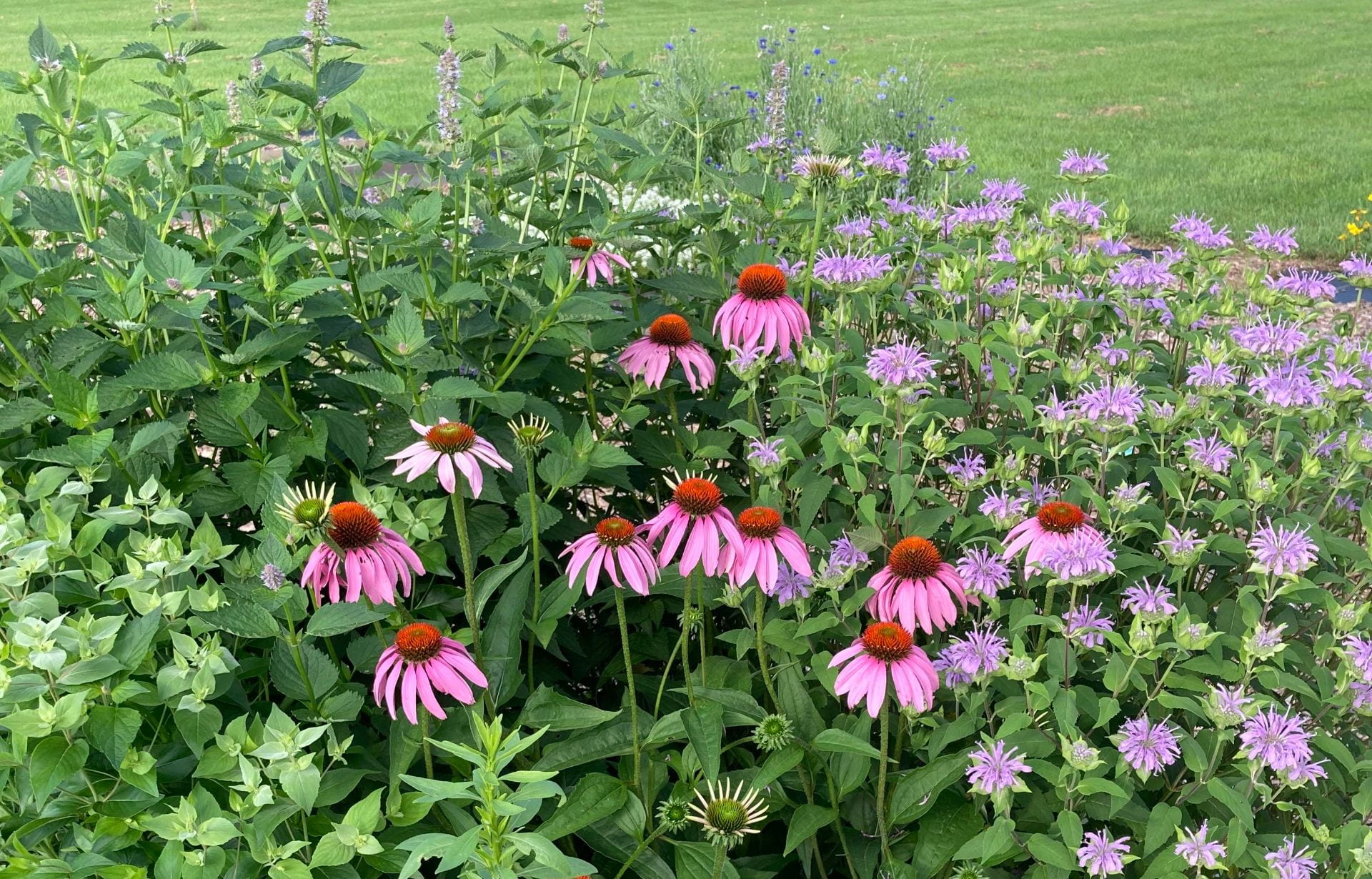 Pink echinacea, and pale purple wild bergamot flowers in a raised bed